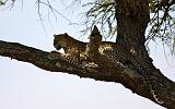 TANZANIA - Serengeti National Park - Leopardo - 21